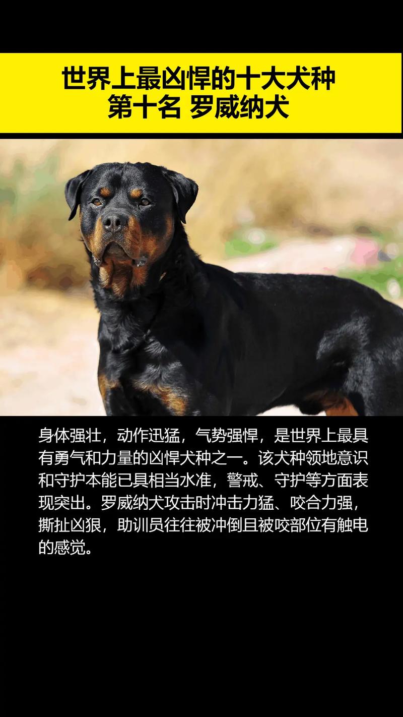 世界前十
最凶的狗,打架最厉害最凶猛犬种排名