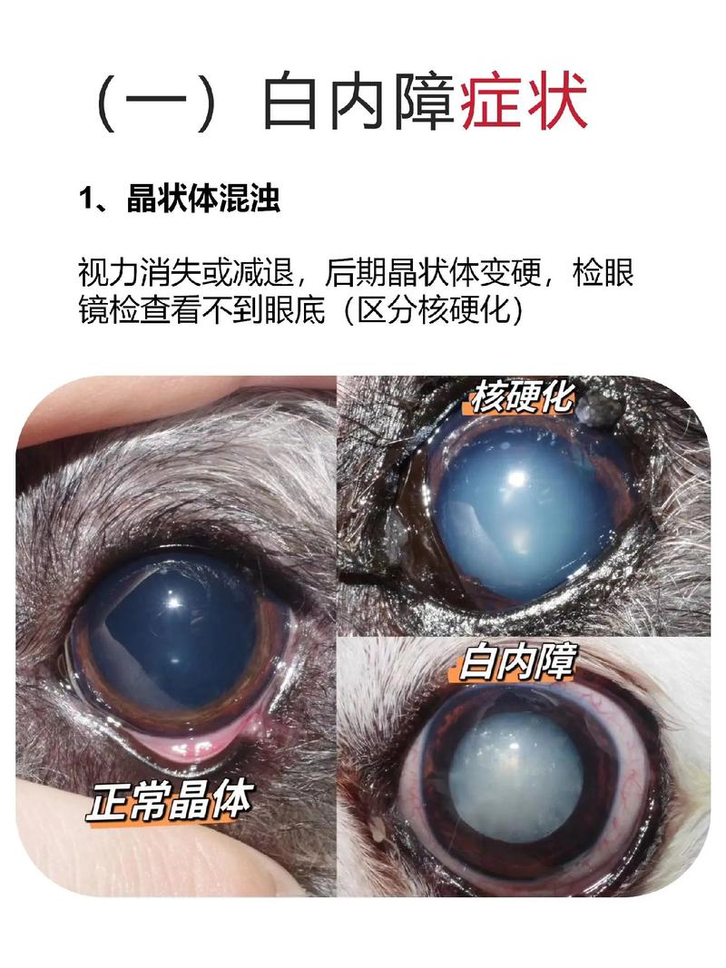 狗狗患白内障怎么办