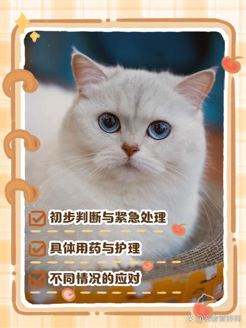 猫咪突然单只眼睛发炎怎么办