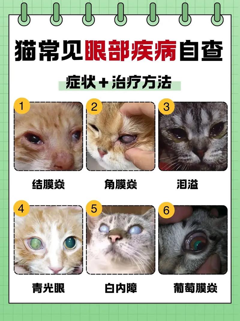 猫咪眼睛经常发炎是什么原因?