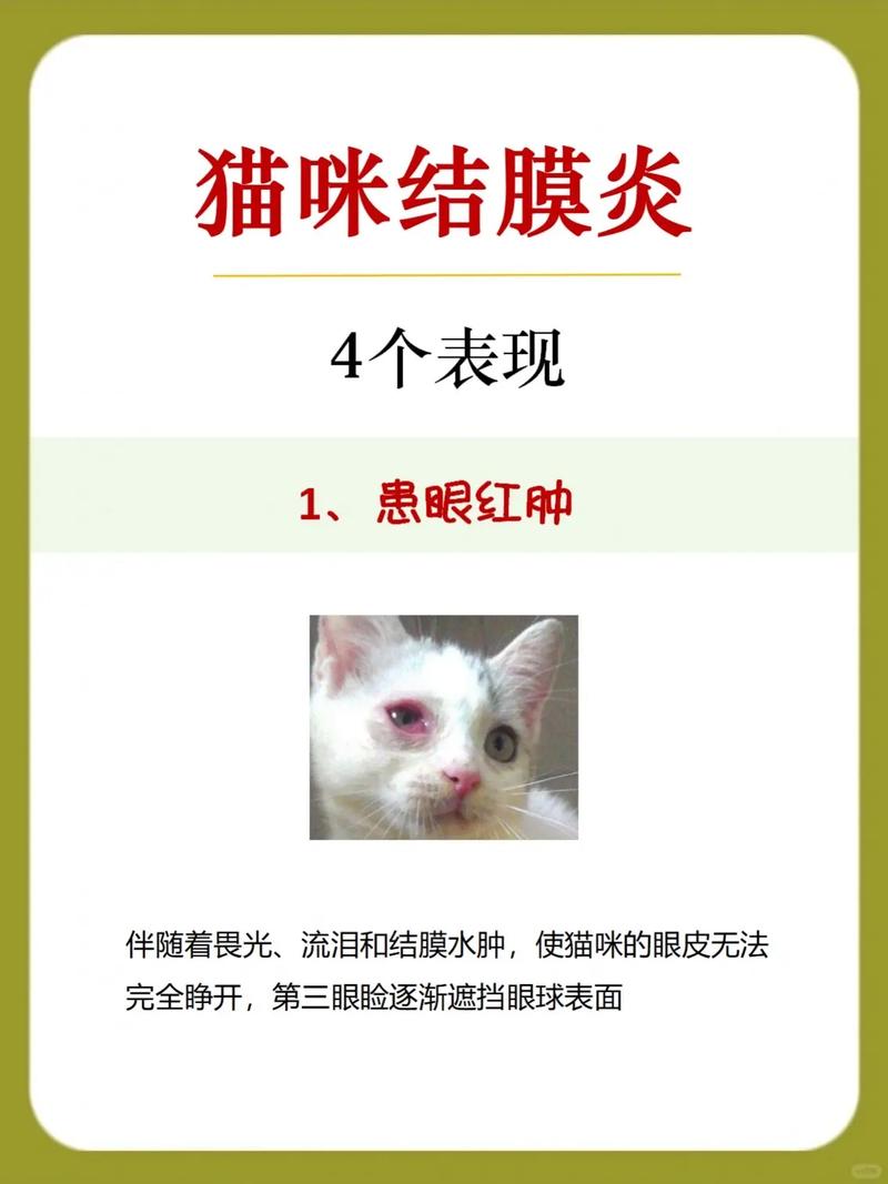 为什么猫咪眼睛会发炎?