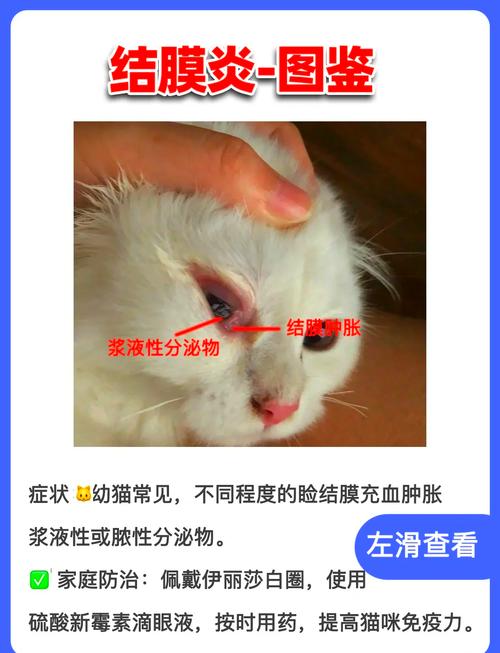 哪些因素会导致猫咪眼睛发炎?