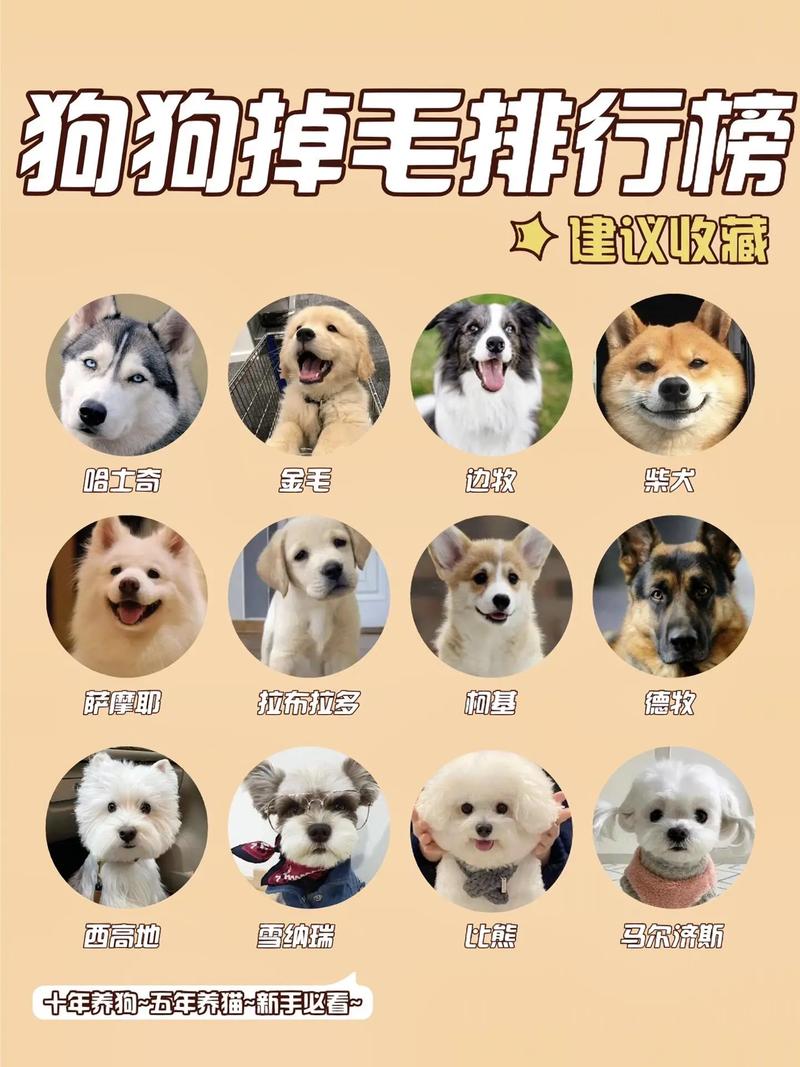 前十
最不掉毛的狗狗排名