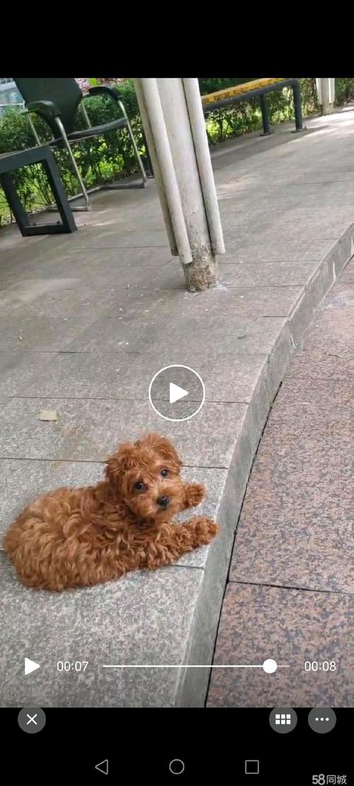 1000块钱左右能买一只什么样的狗狗呢?我是湖北十堰的。