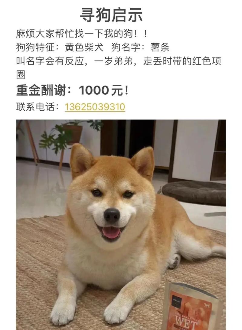 1000元的柴犬好不好