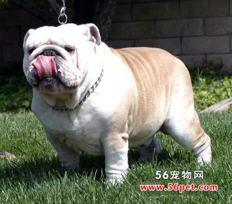 1000元的英国斗牛犬好不好