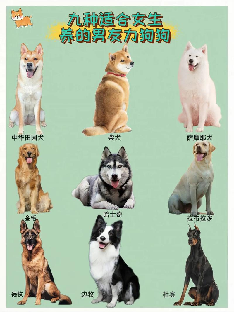 1000块可以买一只狗狗吗?