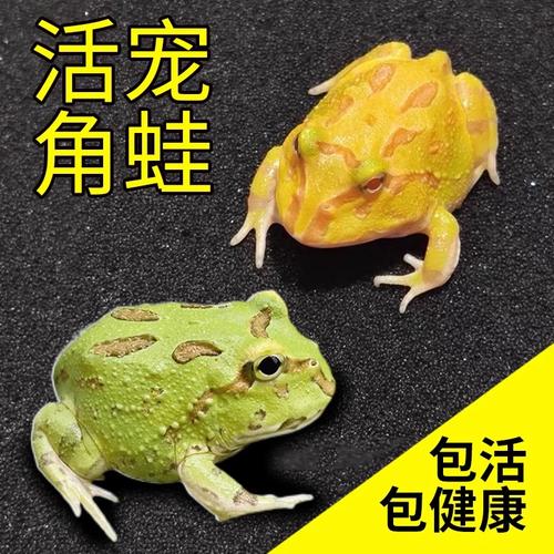 黄金角蛙是什么蛙?
