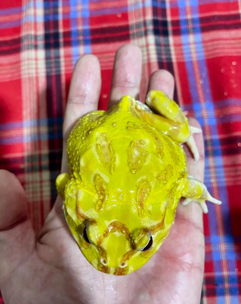黄金角蛙寿命有多长?怎么养?