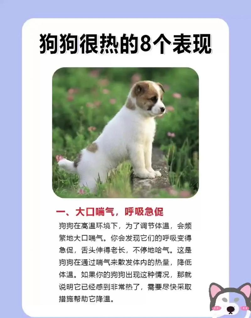 狗狗发烧最有效的降温方法是什么?