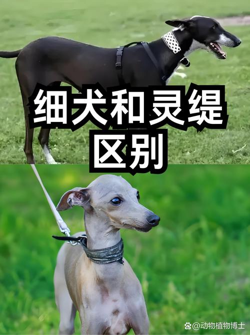 灵缇犬种类