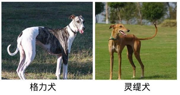 灵缇犬和格力犬有哪些区别呢,它们是同一种犬还是两种不同的呢?_百度知...