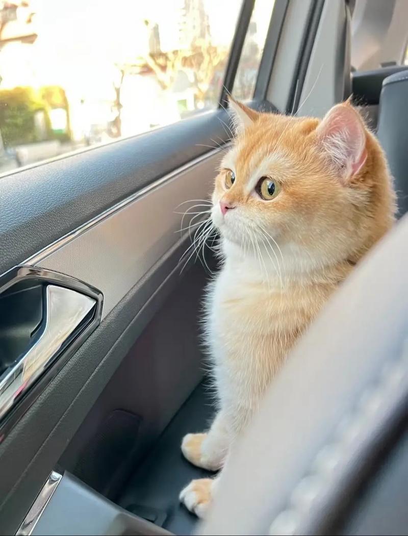 猫猫能不能带上大巴车