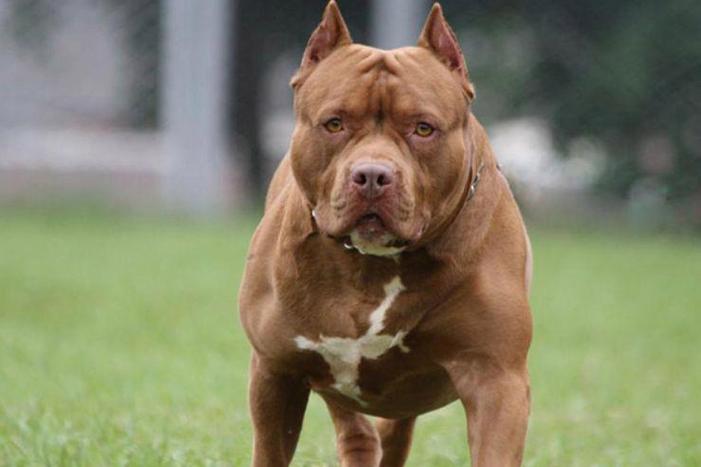 生活中常见的10大烈性犬