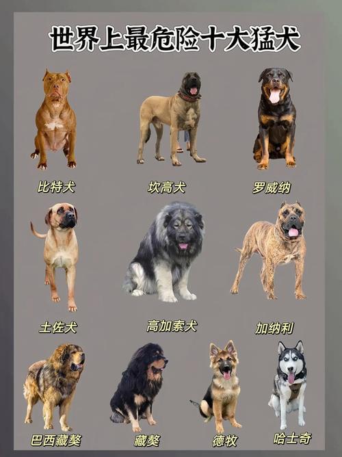 10大凶猛狗类排名
~??