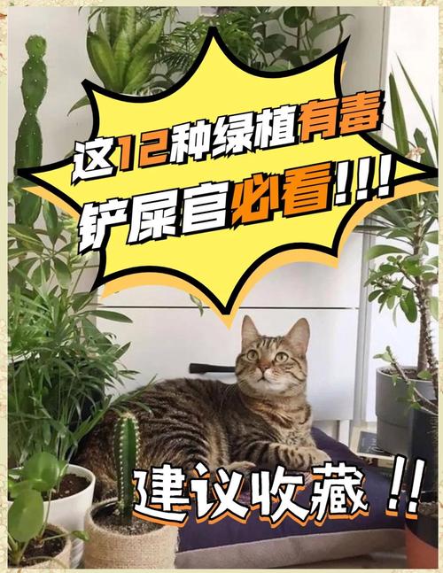 对猫咪有毒的植物