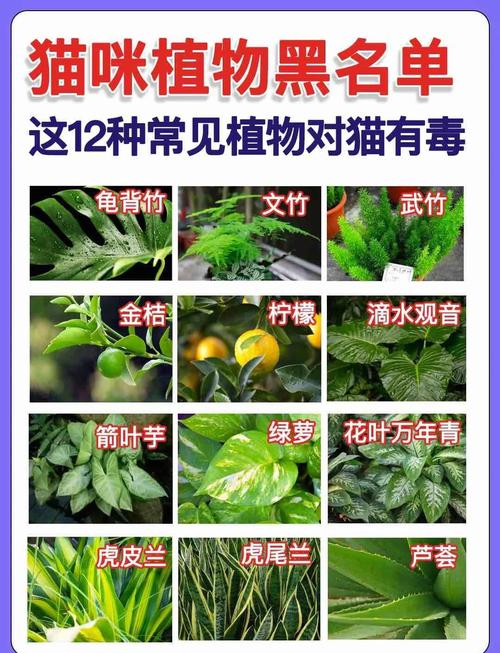 70种猫咪不能碰的植物?