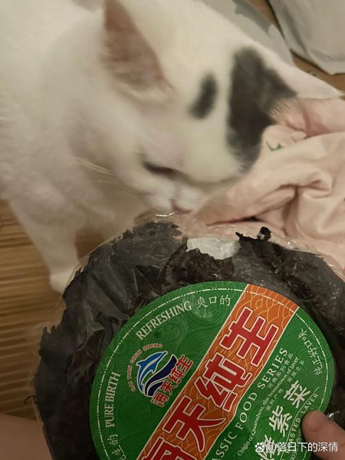 猫能不能吃茴香饺子