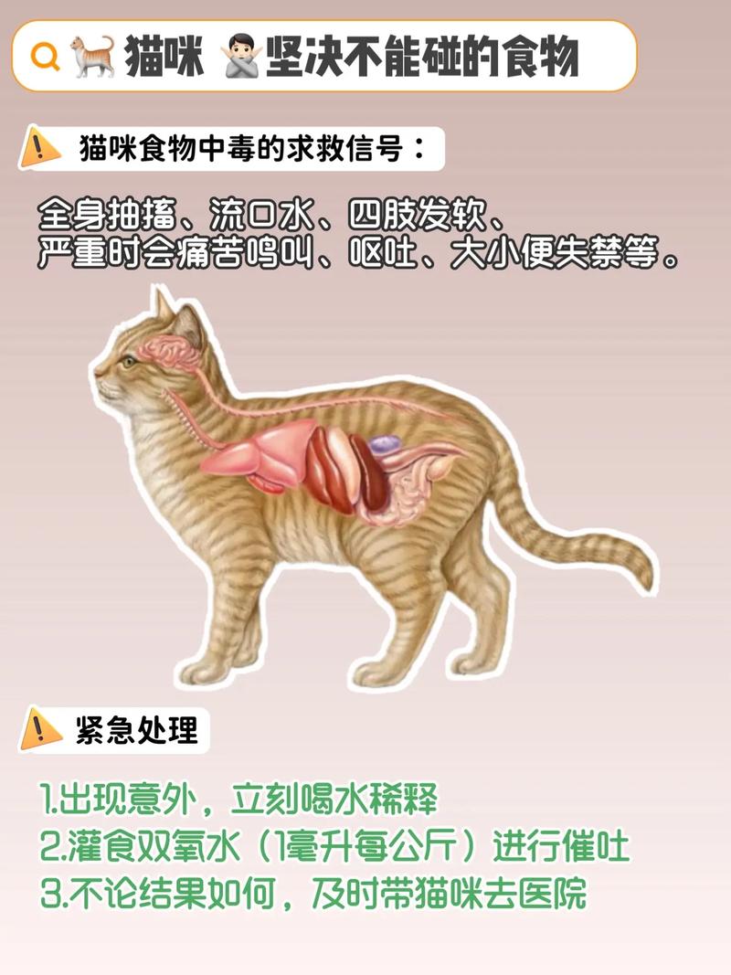 猫能不能吃饺子