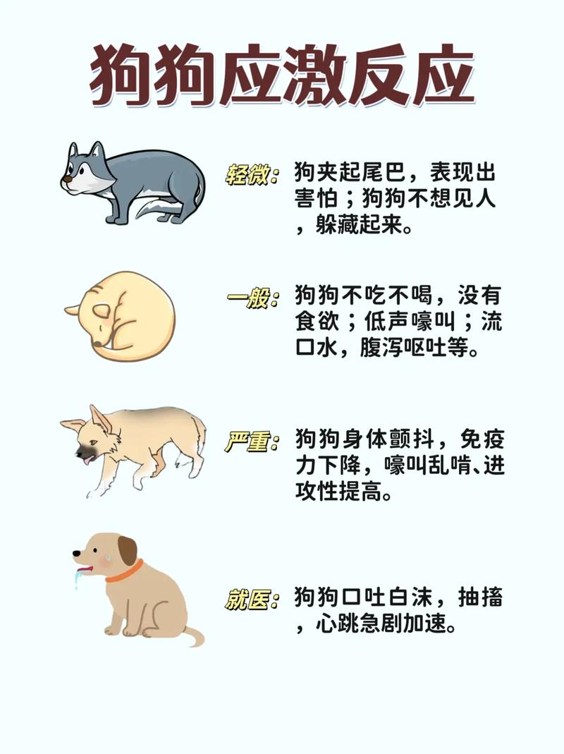 狗狗不舒服有哪些表现?如何治好它呢?