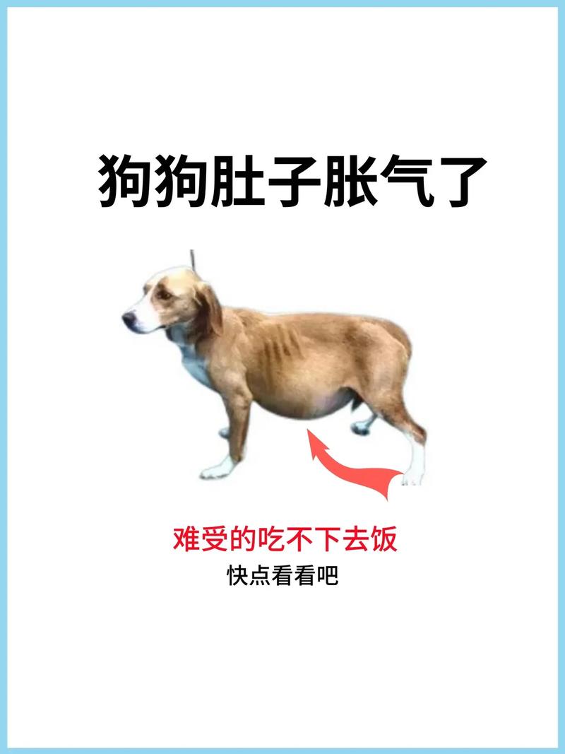 狗狗的肚子又硬又胀,发抖,怎么办?