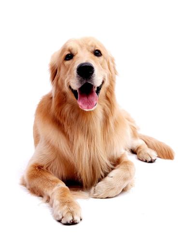 八哥犬的日常饲养方法和注意事项