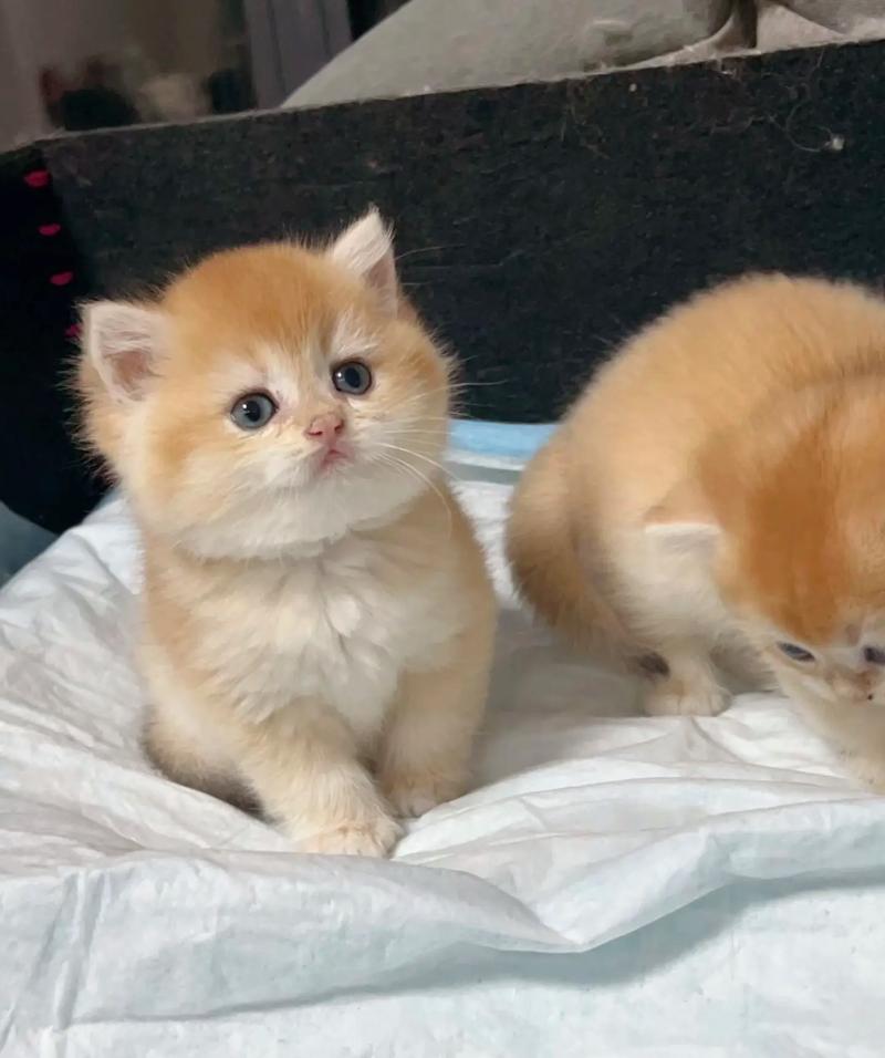 小奶猫多久出窝走动