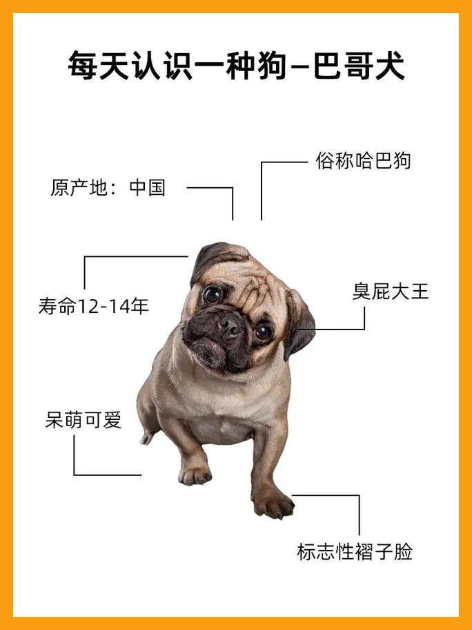 养八哥的好处和坏处