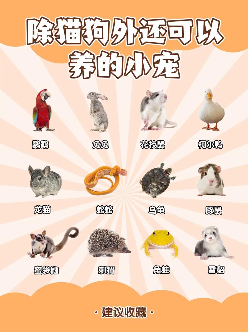 超好饲养的宠物