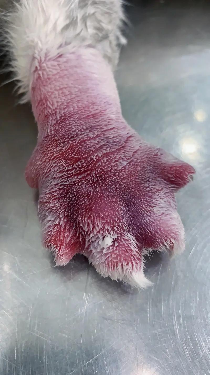 小猫的脚被蜈蚣吹咬了怎么办