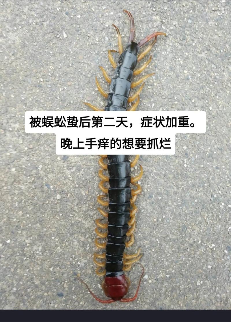 小狗被蜈蚣咬到怎么办_百度问一问