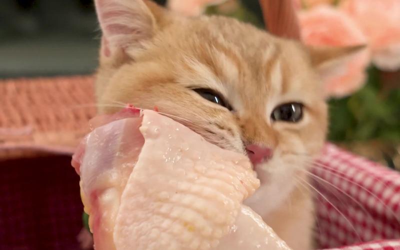 猫能不能吃放盐鸡肉的东西