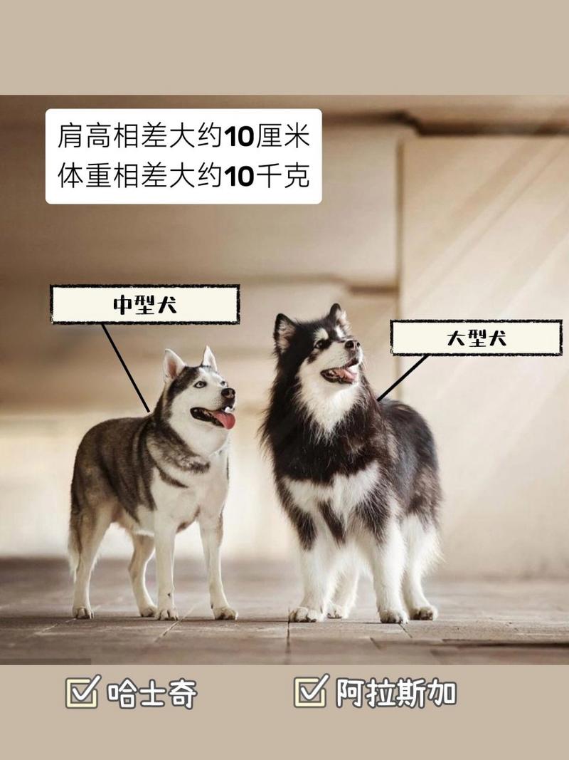 阿拉斯加犬哈士奇区别是什么