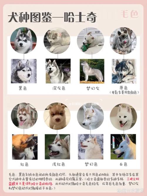 哈士奇哪种颜色比较好
看
