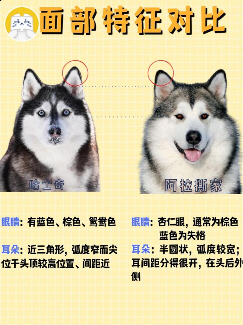 哈士奇皮毛颜色都是什么样的?