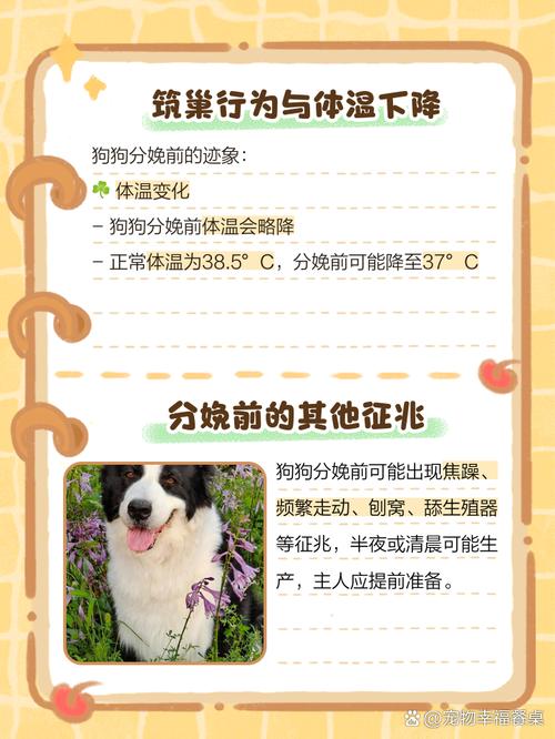狗快生小狗的前兆
