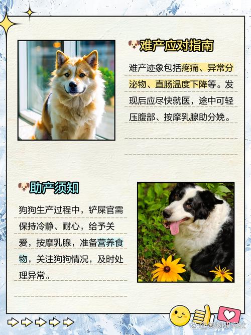 如何判断狗狗快要生了
