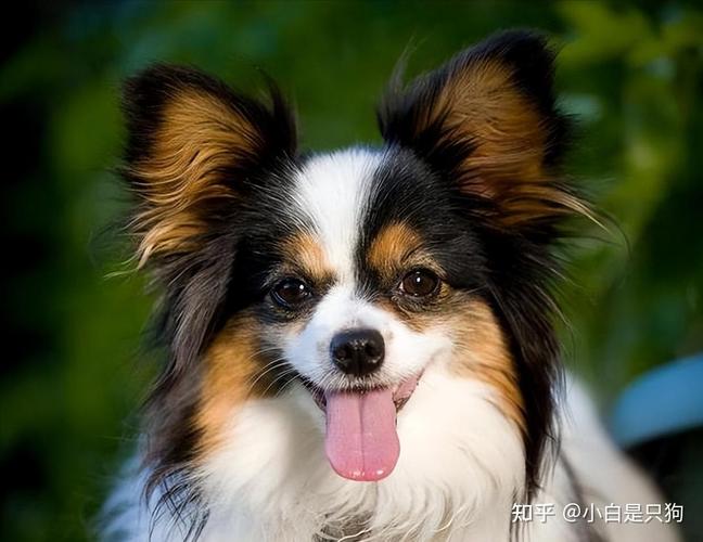 1000元预算适合买什么品种的狗狗?