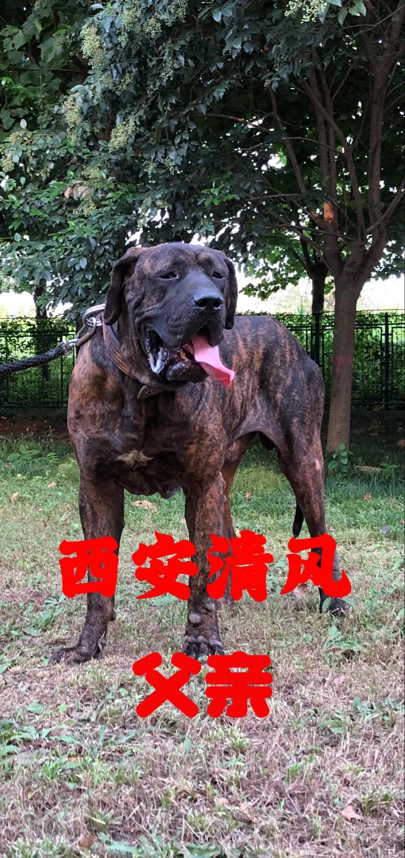 1000元的日本土佐犬好不好