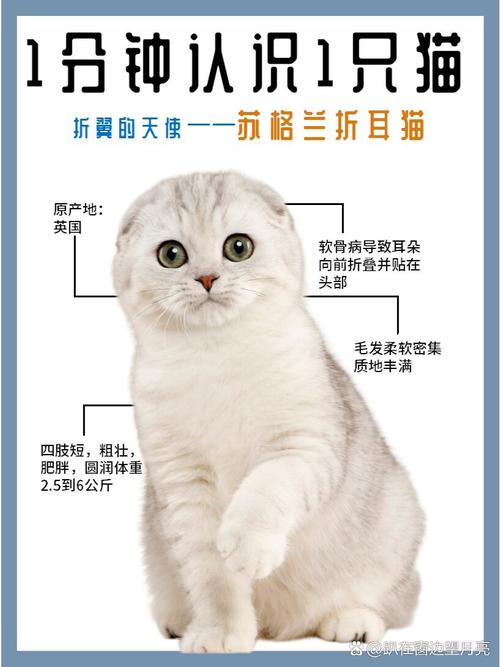 苏格兰折耳猫多少钱一只?