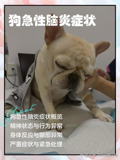 狗狗急性脑炎的前兆