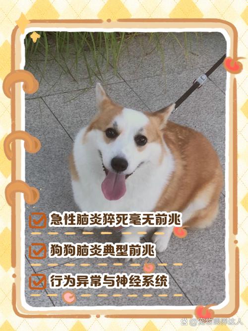 狗狗得急性脑炎的症状有哪些?