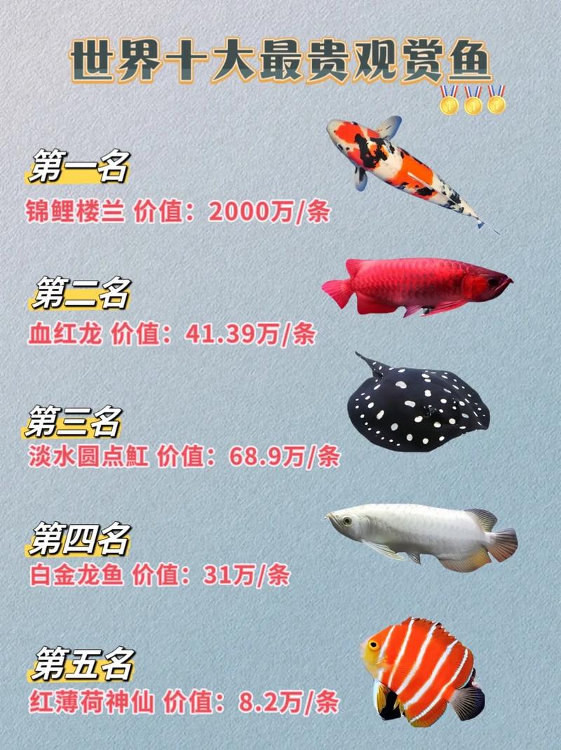 龙鱼分哪几种?