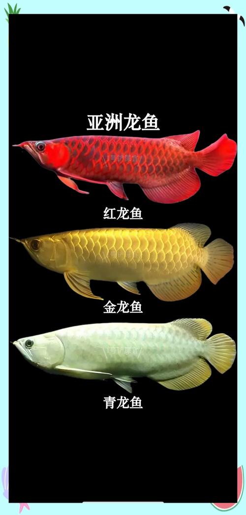 龙鱼分为哪几种?