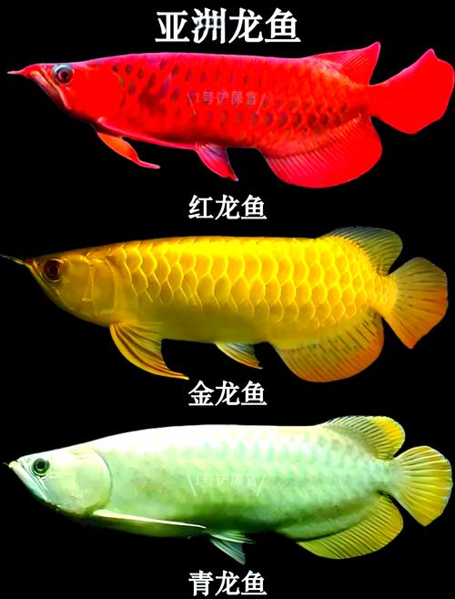 龙鱼最大的有多大呀