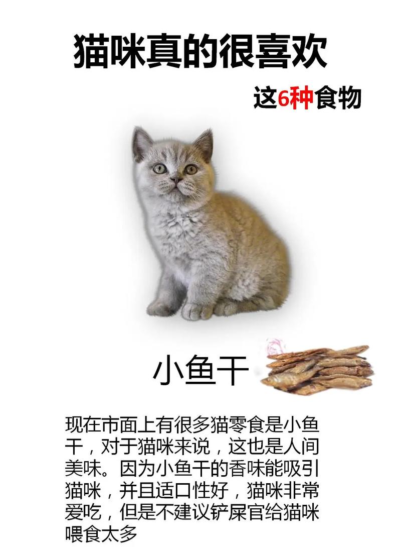 猫咪的喜好不仅仅是吃食和玩具,你知道猫喜欢什么颜色吗?