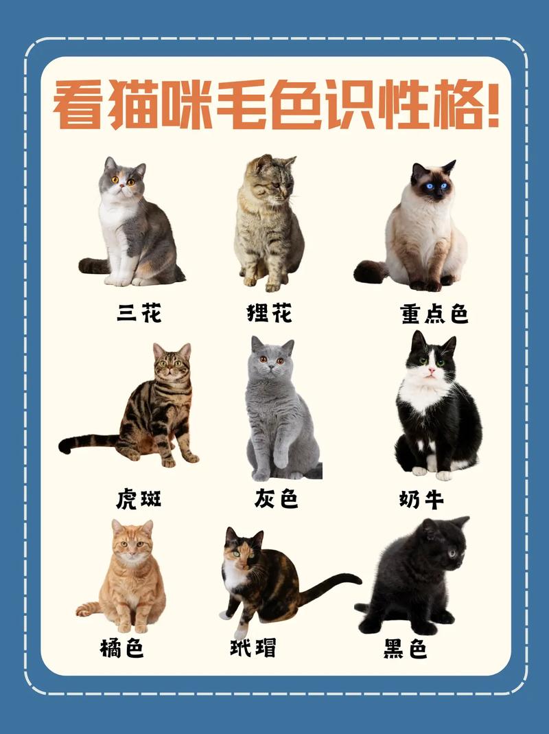 猫咪喜欢什么样的颜色呢?