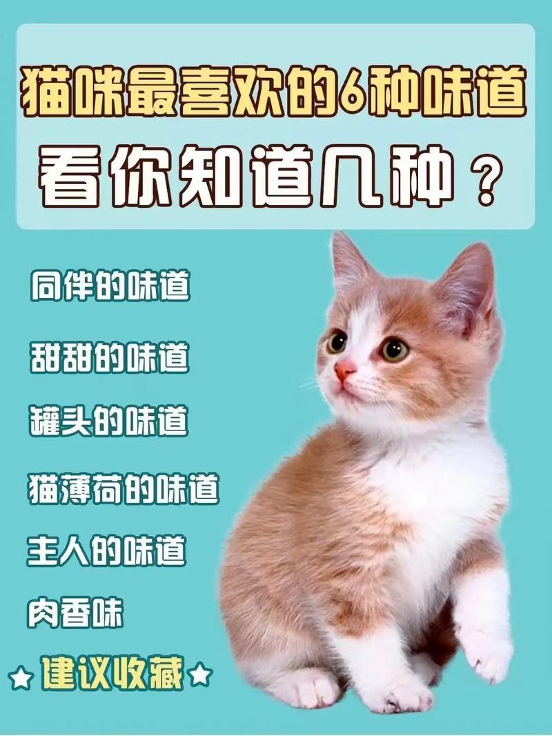 猫咪喜欢什么颜色?