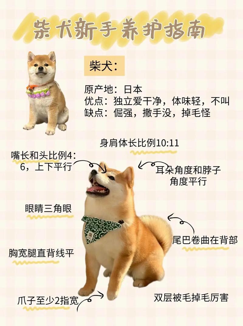 柴犬血统标准及纯种柴犬幼犬怎样判断