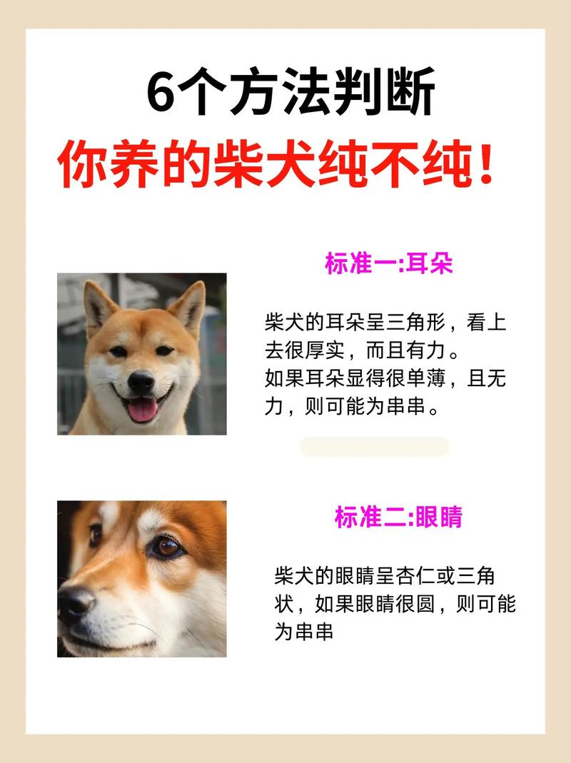 怎么看纯种的柴犬?柴犬的耳朵必须竖立吗?